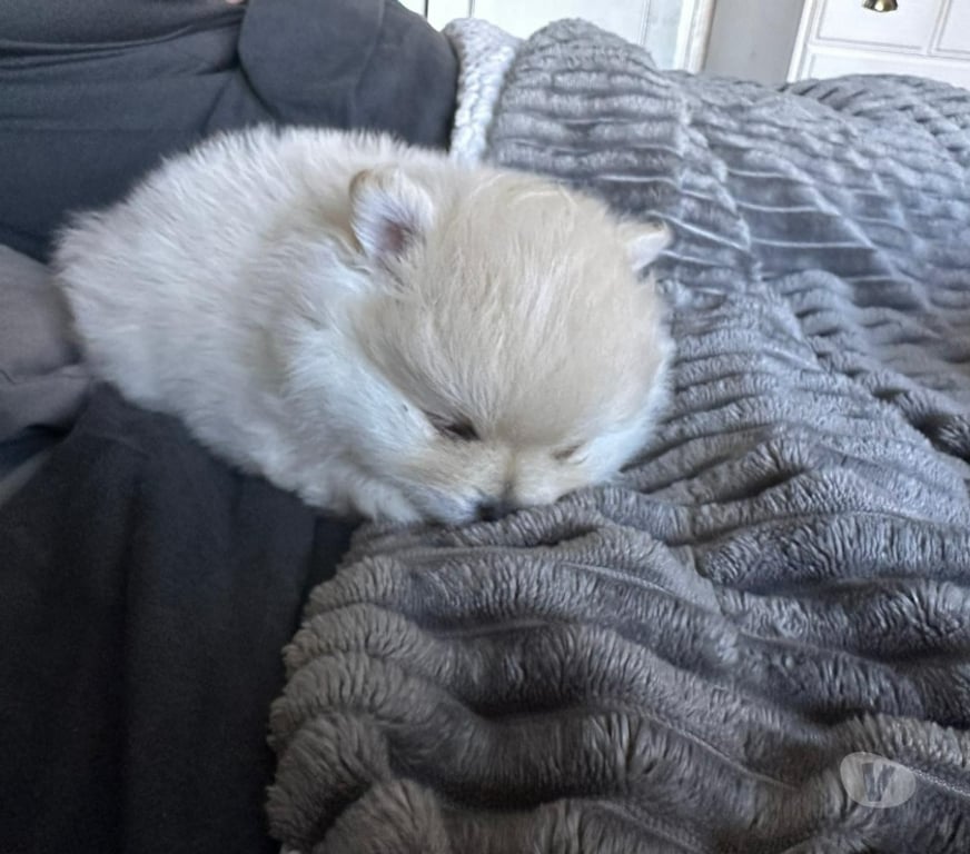 Vente Pas-de-Calais Barlin - 62620 - Photos Vivastreet Spitz allemand – Mâle né le 27 12 2025 (parents LOF)