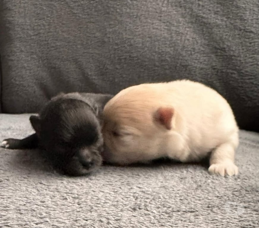 Vente Pas-de-Calais Barlin - 62620 - Photos Vivastreet Spitz allemand – Mâle né le 27 12 2025 (parents LOF)