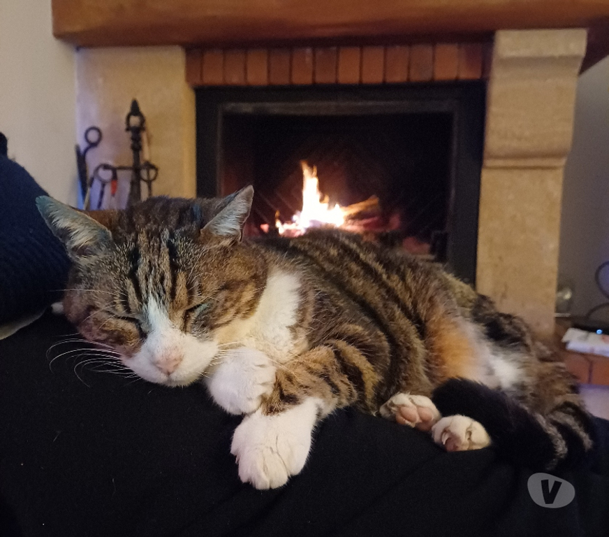 Animaux perdus Hérault Mauguio - 34130 - Photos Vivastreet recherche chat disparu