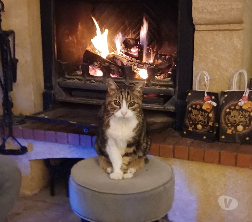 Animaux perdus Hérault Mauguio - 34130 - Photos Vivastreet recherche chat disparu