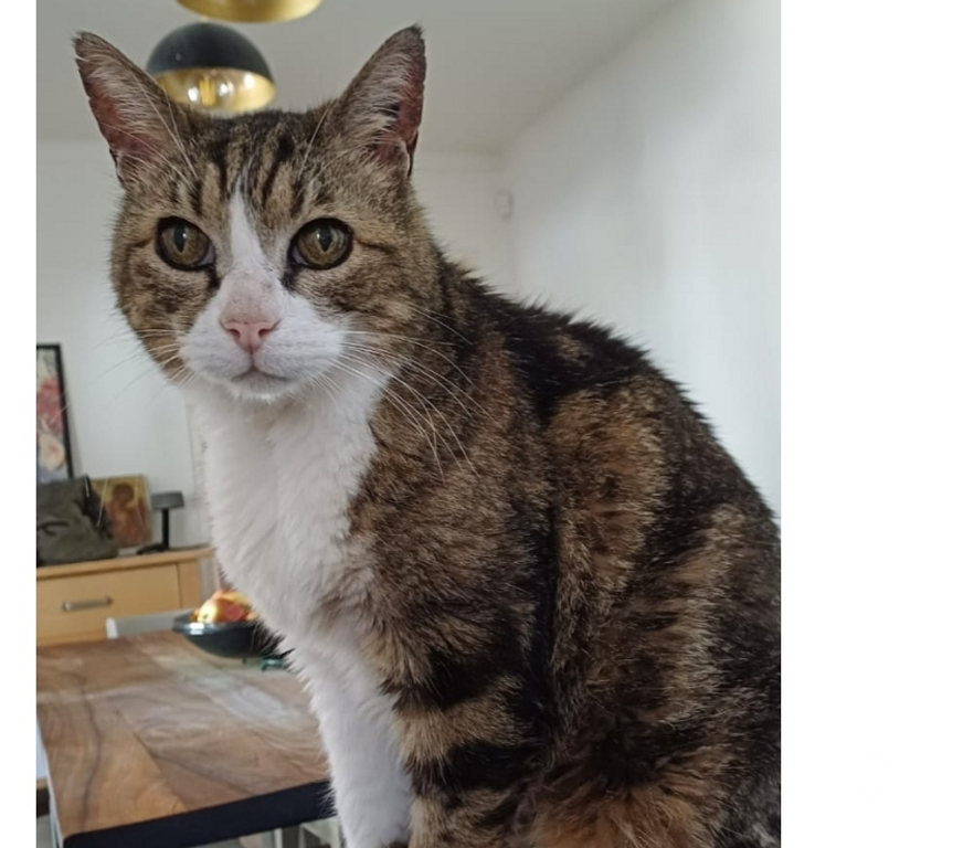 Animaux perdus Hérault Mauguio - 34130 - Photos Vivastreet recherche chat disparu