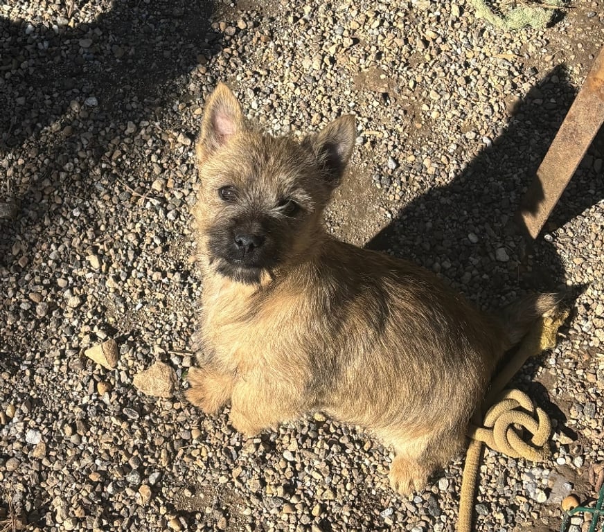 Vente Gard Nimes - Photos Vivastreet Chiots Cairn Terrier
