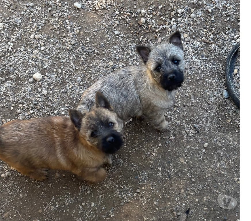 Vente Gard Nimes - Photos Vivastreet Chiots Cairn Terrier