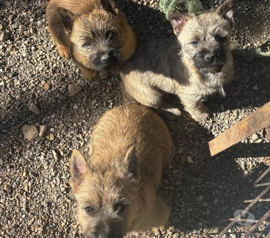 Vente Gard Nimes - Photos Vivastreet Chiots Cairn Terrier