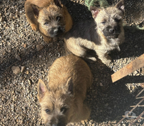 Chiots Cairn Terrier