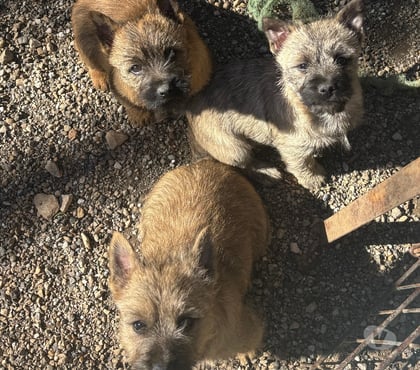 Vente animaux Nimes Nimes - Photos Vivastreet Chiots Cairn Terrier