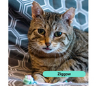 Ziggow, chat tigré à adopter