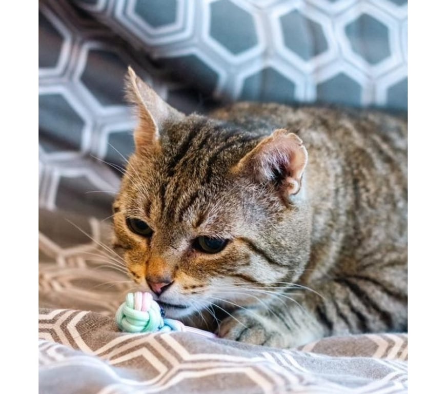 Vente Loire-Atlantique Bouguenais - 44340 - Photos Vivastreet Ziggow, chat tigré à adopter