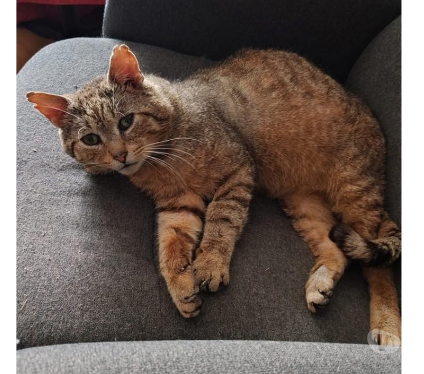 Vente Loire-Atlantique Bouguenais - 44340 - Photos Vivastreet Ziggow, chat tigré à adopter