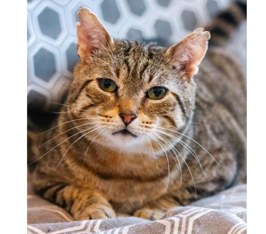 Vente Loire-Atlantique Bouguenais - 44340 - Photos Vivastreet Ziggow, chat tigré à adopter