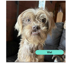 Vivi, chienne lhassa Apso à adopter