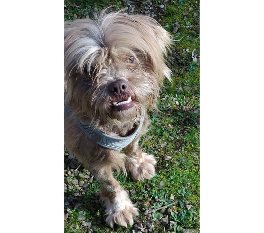 Vente Cher Villabon - 18800 - Photos Vivastreet Vivi, chienne lhassa Apso à adopter