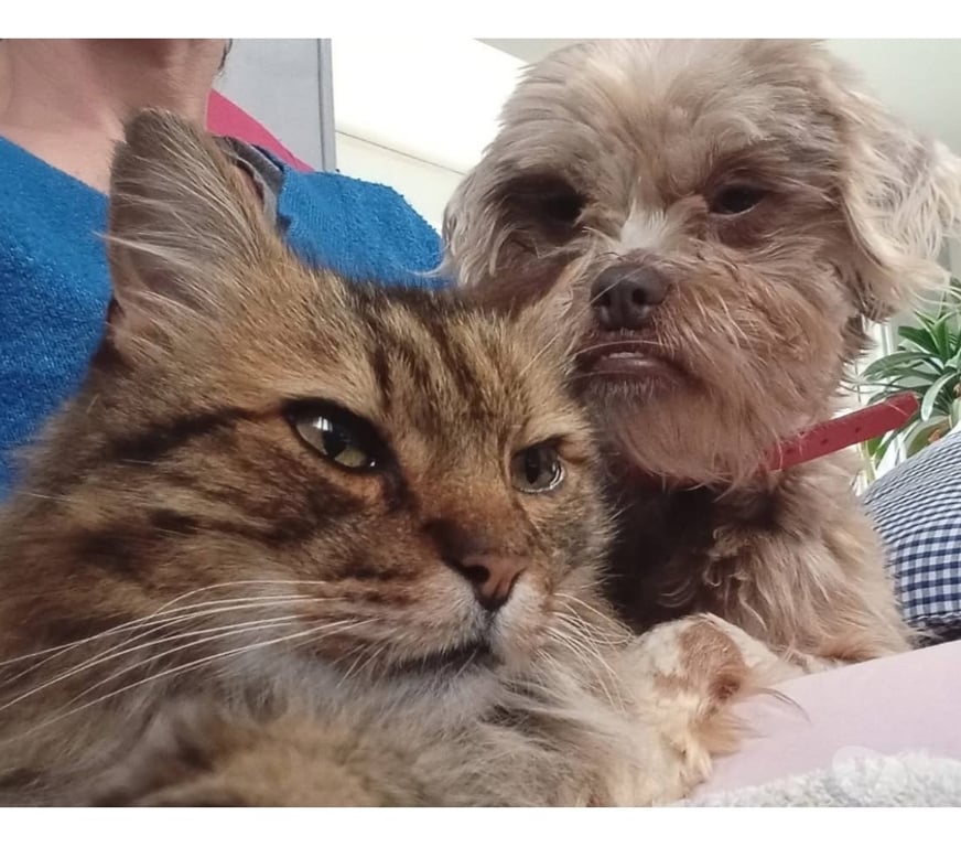 Vente Cher Villabon - 18800 - Photos Vivastreet Vivi, chienne lhassa Apso à adopter