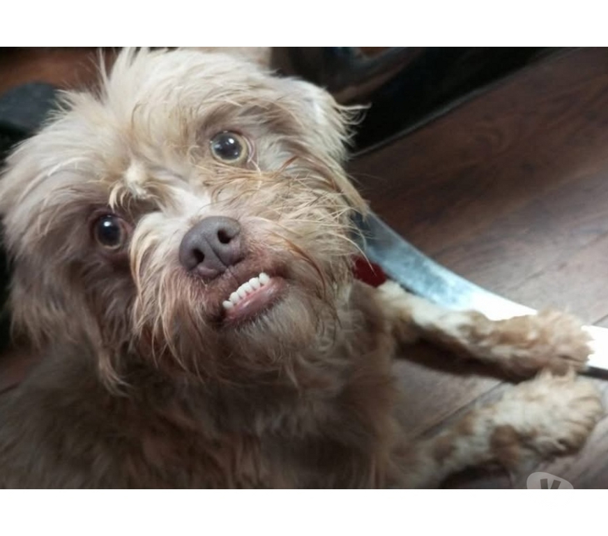 Vente Cher Villabon - 18800 - Photos Vivastreet Vivi, chienne lhassa Apso à adopter