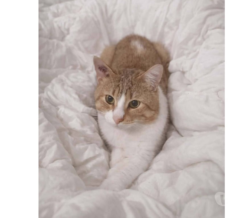 Don animaux Aude Carcassonne - Photos Vivastreet Voltaire chat mâle 2 ans tres gentil et affecteux