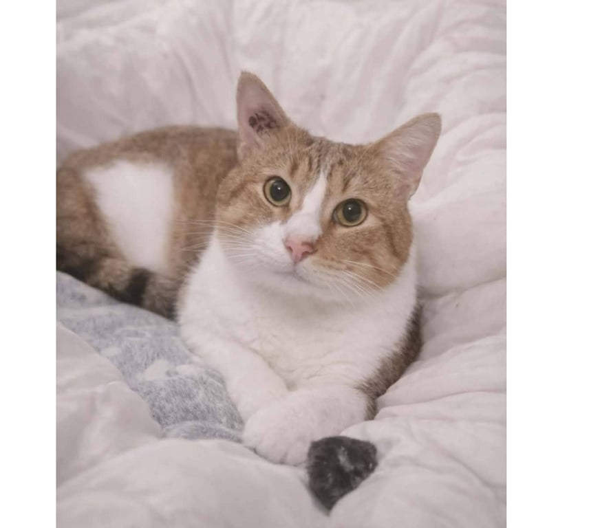 Don animaux Aude Carcassonne - Photos Vivastreet Voltaire chat mâle 2 ans tres gentil et affecteux