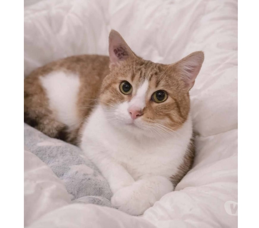 Don animaux Aude Carcassonne - Photos Vivastreet Voltaire chat mâle 2 ans tres gentil et affecteux