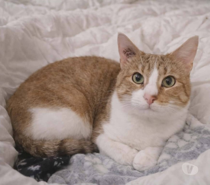 Don animaux Aude Carcassonne - Photos Vivastreet Voltaire chat mâle 2 ans tres gentil et affecteux