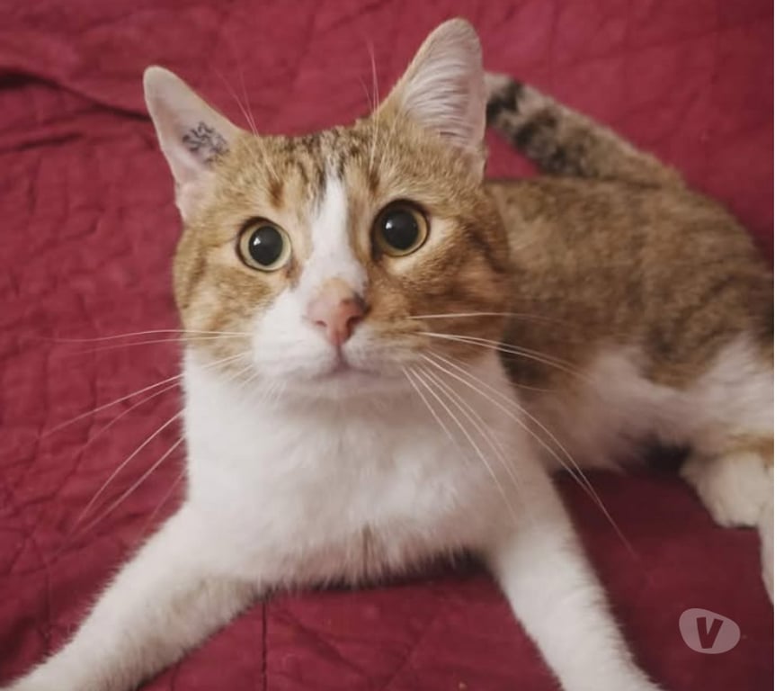 Don animaux Aude Carcassonne - Photos Vivastreet Voltaire chat mâle 2 ans tres gentil et affecteux