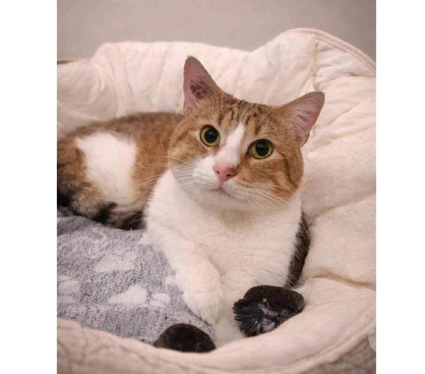 Don animaux Aude Carcassonne - Photos Vivastreet Voltaire chat mâle 2 ans tres gentil et affecteux