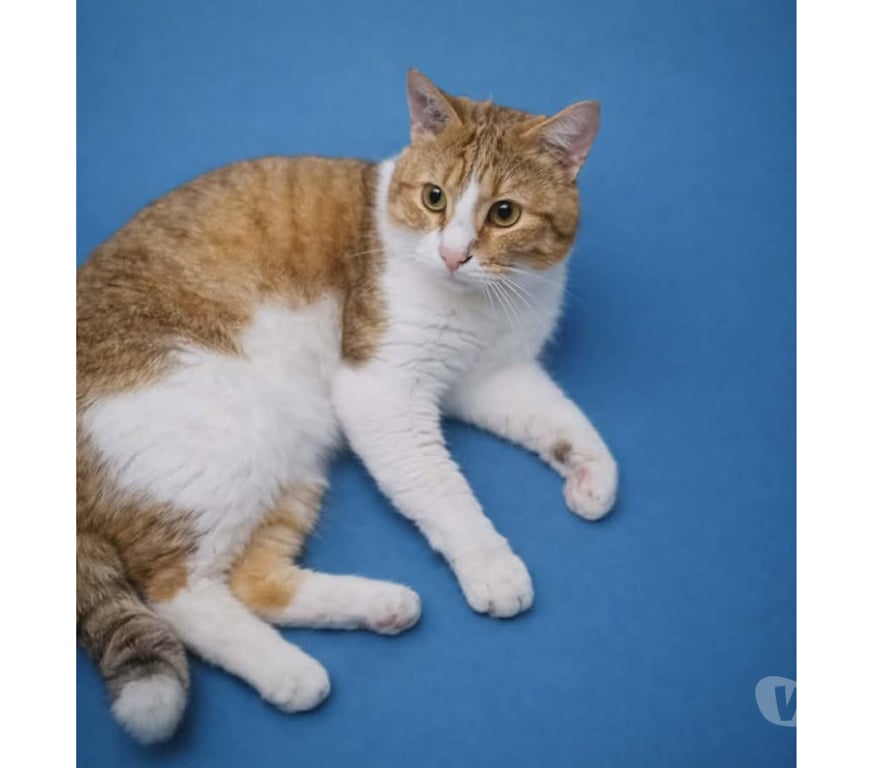 Don animaux Aude Carcassonne - Photos Vivastreet Voltaire chat mâle 2 ans tres gentil et affecteux