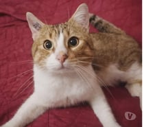 Photos Vivastreet Voltaire chat mâle 2 ans tres gentil et affecteux