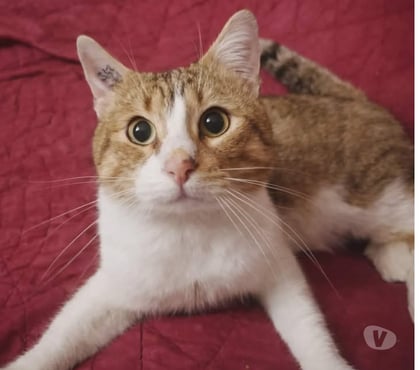 Don animaux Carcassonne Carcassonne - Photos Vivastreet Voltaire chat mâle 2 ans tres gentil et affecteux