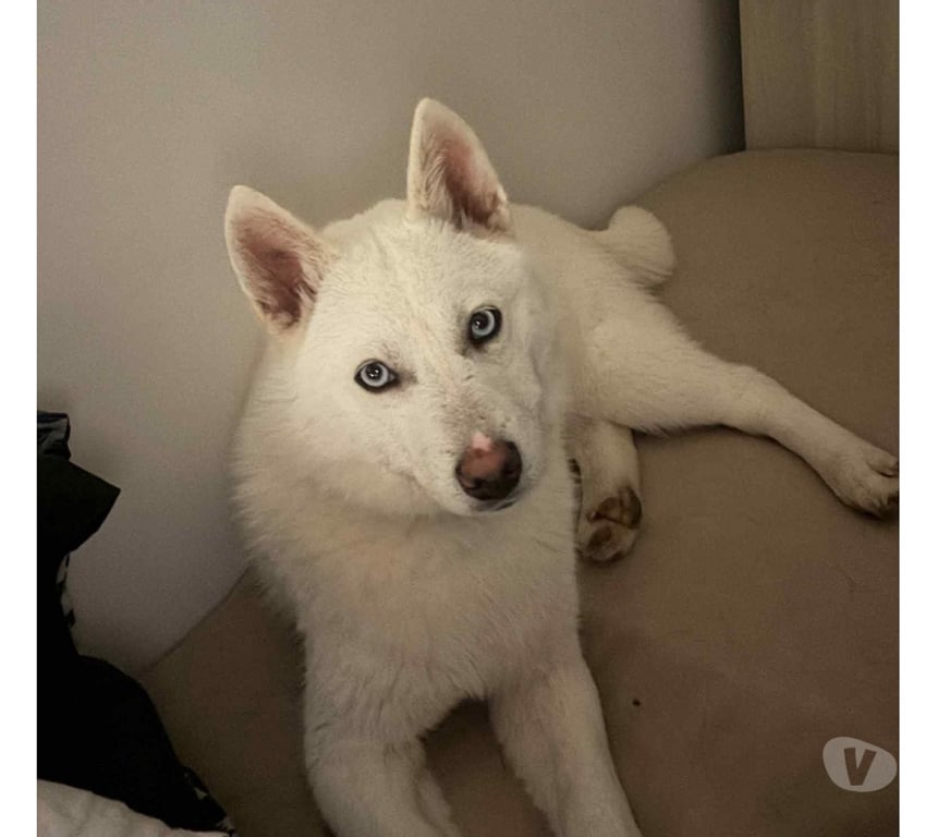 Vente Cher Berry Bouy - 18500 - Photos Vivastreet Ades, chiot Pomsky à adopter