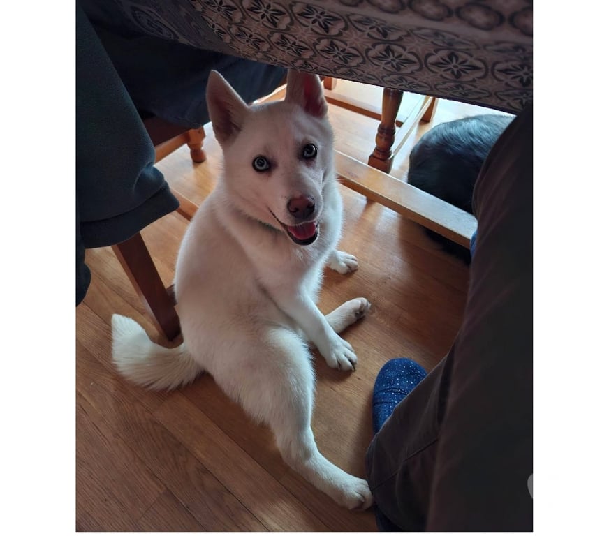 Vente Cher Berry Bouy - 18500 - Photos Vivastreet Ades, chiot Pomsky à adopter