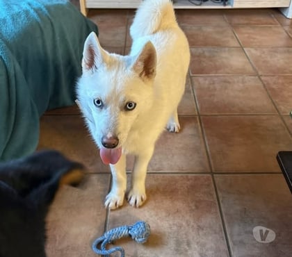 Vente animaux Berry Bouy Cher - Photos Vivastreet Ades, chiot Pomsky à adopter