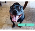 Isis, chienne à adopter