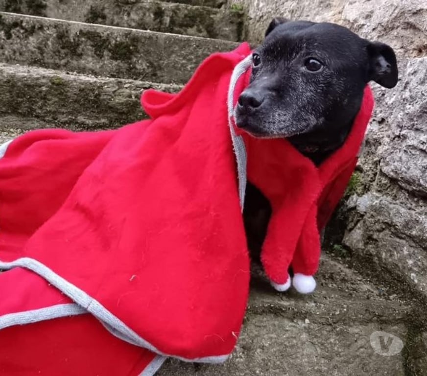 Vente Cher Bessais le Fromental - 18210 - Photos Vivastreet Isis, chienne à adopter