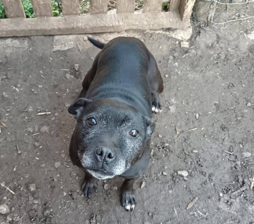 Vente Cher Bessais le Fromental - 18210 - Photos Vivastreet Isis, chienne à adopter