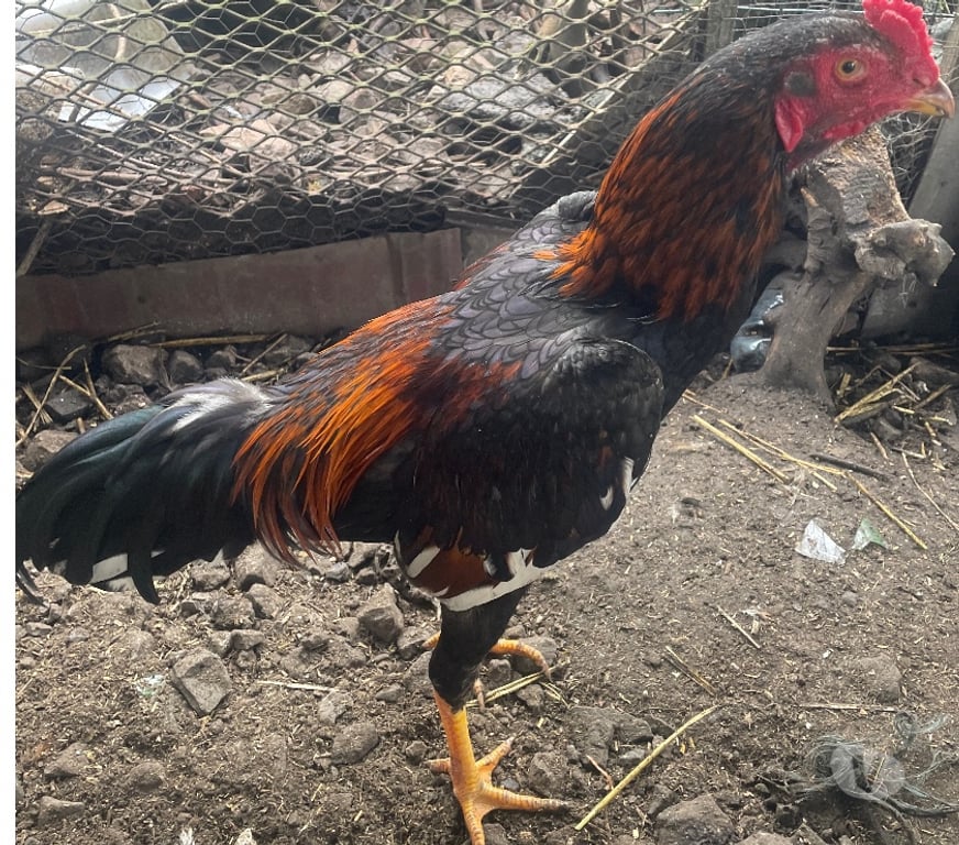 Vente Pas-de-Calais Avion - 62210 - Photos Vivastreet COQS ET POULES PAMA