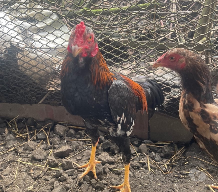 Vente Pas-de-Calais Avion - 62210 - Photos Vivastreet COQS ET POULES PAMA