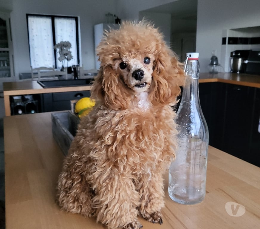 Vente Vienne Luchapt - 86430 - Photos Vivastreet Chiens caniches toys mâles et femelle