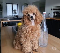 Photos Vivastreet Chiens caniches toys mâles et femelle