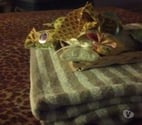 MASSAGE TANTRIQUE