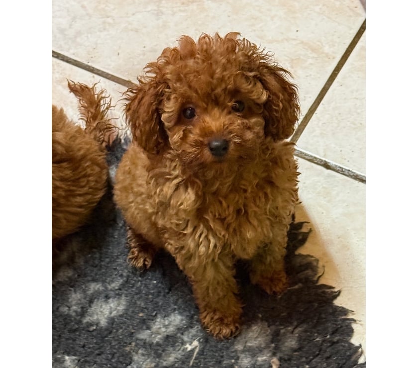 Adoption animaux Orleans Orleans - Photos Vivastreet femelle caniche toy 3 mois