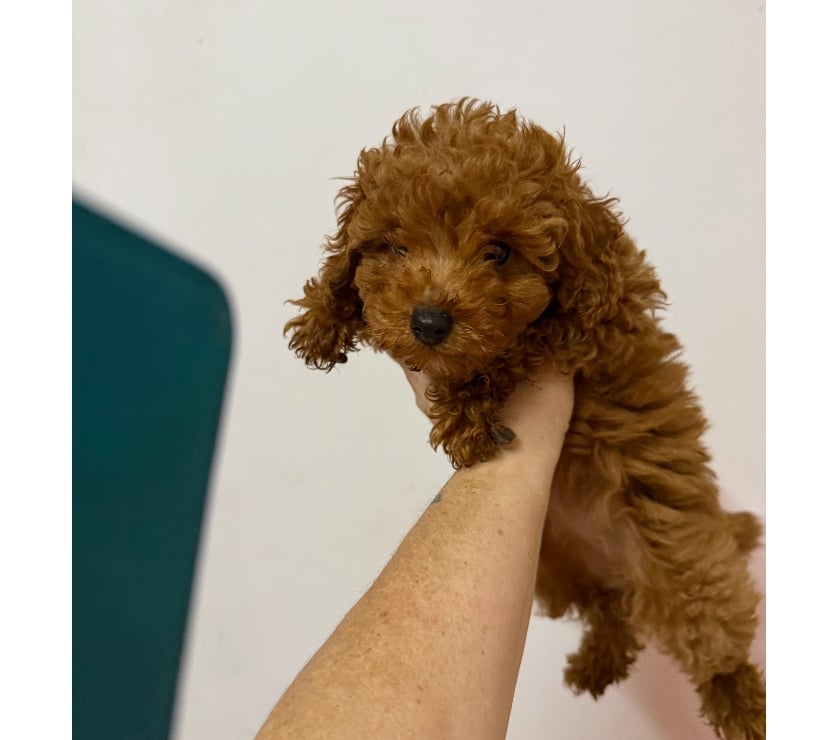 Don animaux Loiret Orleans - Photos Vivastreet femelle caniche toy 3 mois