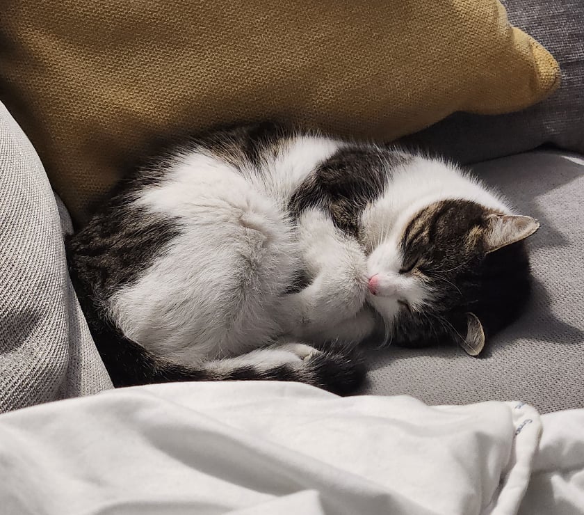 Don animaux Rhône Lyon - Photos Vivastreet REINETTE, minette câline et joueuse