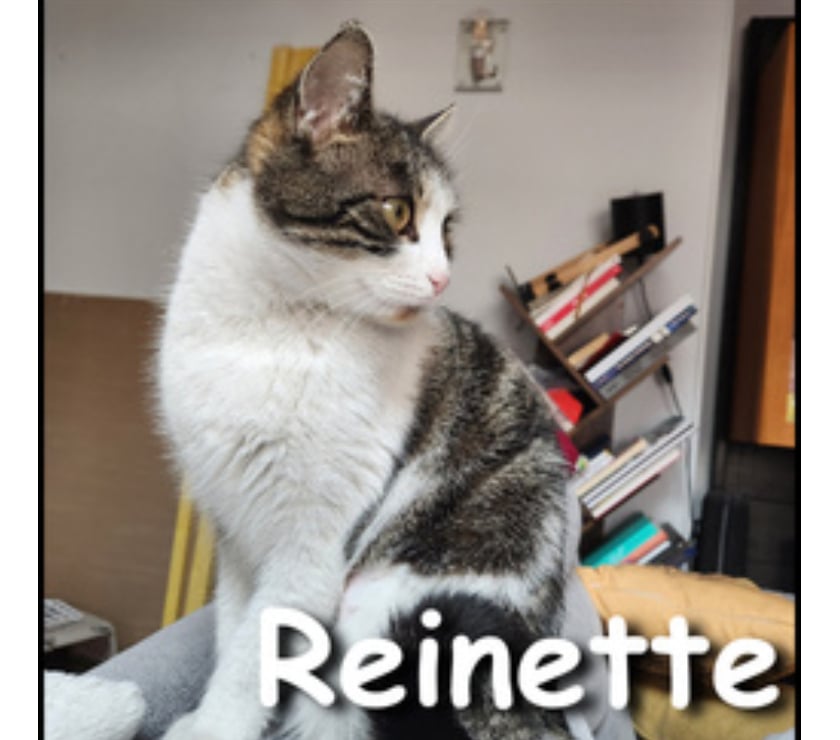 Don Lyon Lyon - Photos Vivastreet REINETTE, minette câline et joueuse