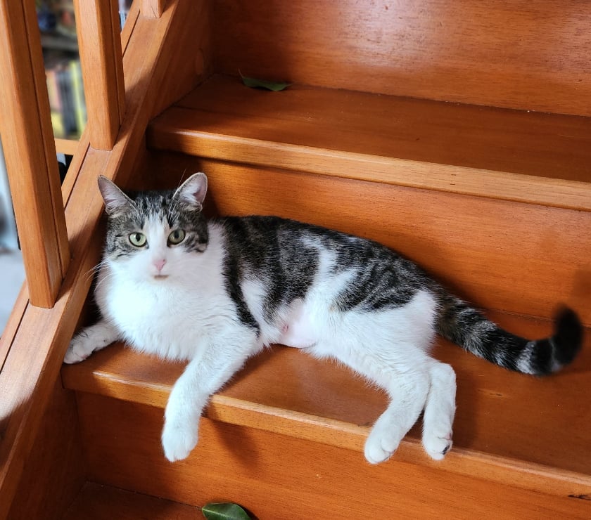 Don animaux Rhône Lyon - Photos Vivastreet REINETTE, minette câline et joueuse