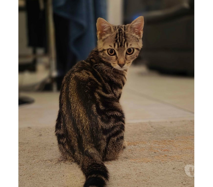 Don animaux Rhône Lyon - Photos Vivastreet ABREGE, jeune chat attendrissant et joueur