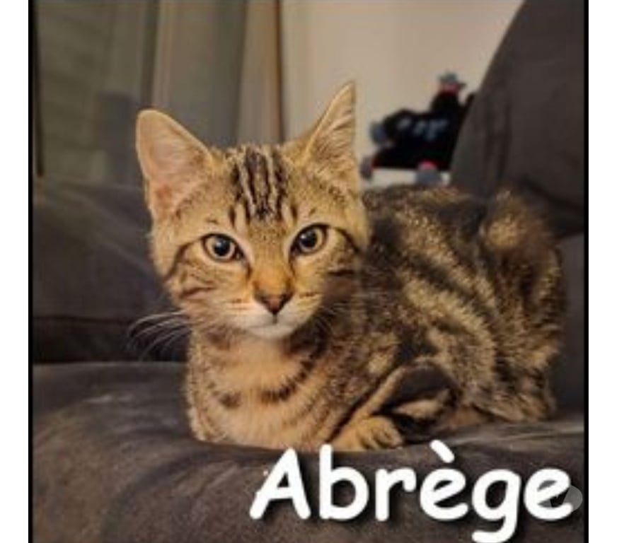 Don animaux Rhône Lyon - Photos Vivastreet ABREGE, jeune chat attendrissant et joueur