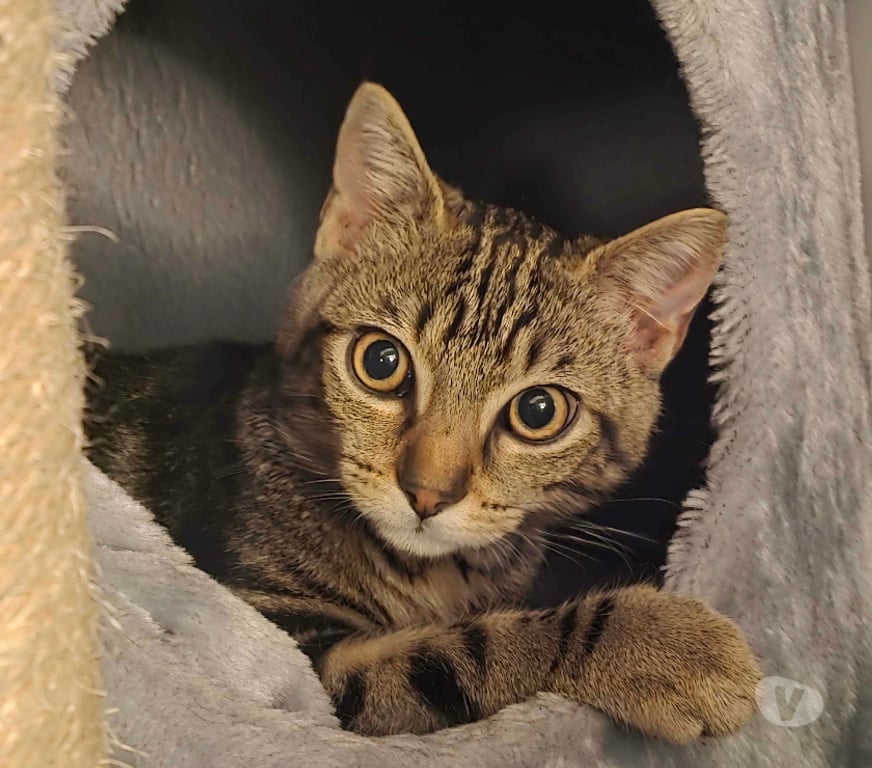 Don animaux Rhône Lyon - Photos Vivastreet ABREGE, jeune chat attendrissant et joueur