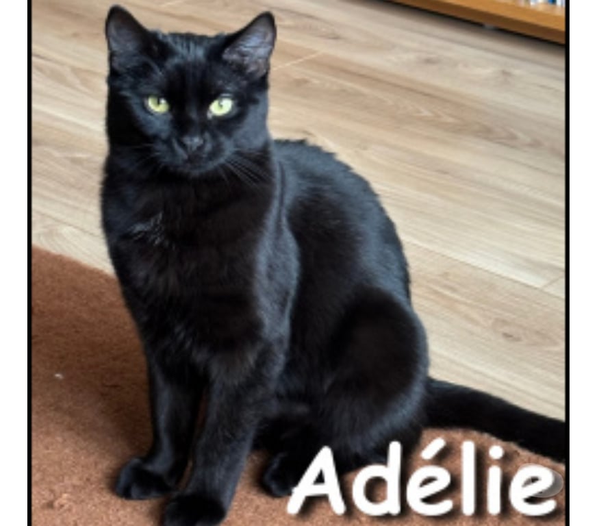 Don animaux Rhône Lyon - Photos Vivastreet ADELIE, minette joueuse