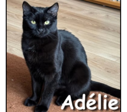 Adoption animaux Lyon Lyon - Photos Vivastreet ADELIE, minette joueuse