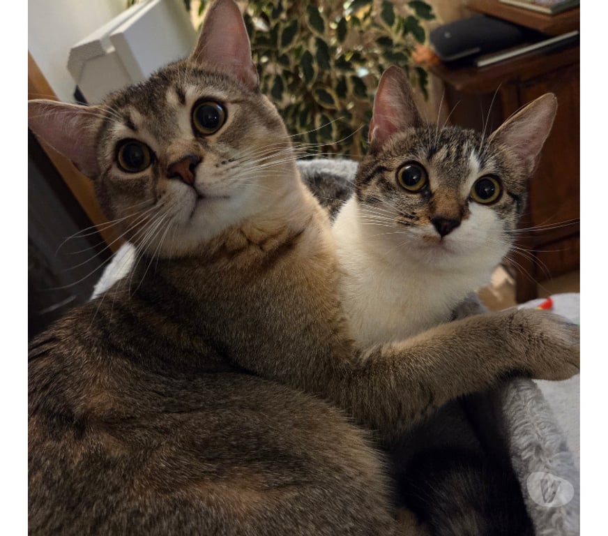Don animaux Rhône Lyon - Photos Vivastreet EMY et LOKI, chats adorables à adopter
