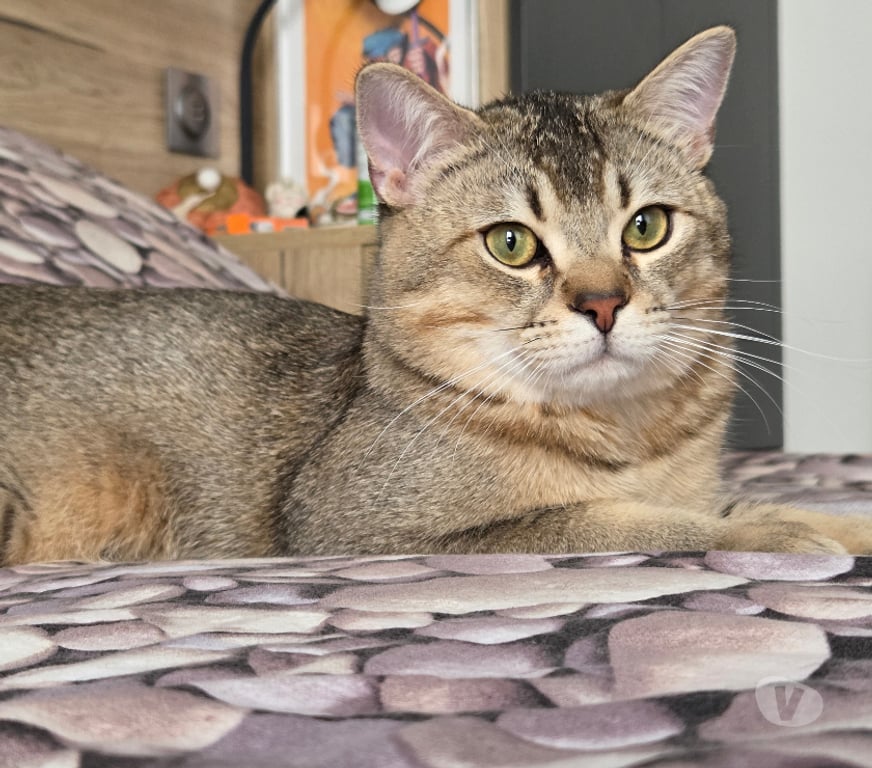 Don animaux Rhône Lyon - Photos Vivastreet EMY et LOKI, chats adorables à adopter